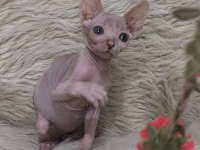 NakedBeautySphynxCattery Kediler İçin Ulaşın