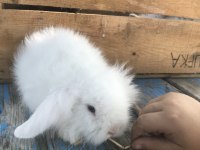 Samsun hollanda lop tavşan yavruları