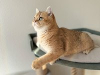 Safkan british shorthair yavrular