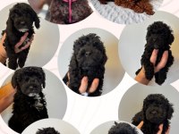 ORJİNAL SİYAH TOY POODLE