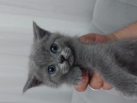 Yavrularımız gitmeye hazır british shorthair