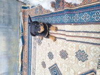 52 Günlük Kalite Dişi Rottweiler Bebek