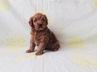 Maltipoo cinsi yavrularım orijinal teacup