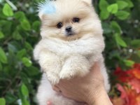 Mini teacup pomeranian oğlumuz