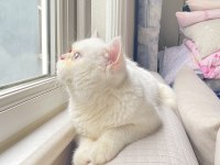 ERKEK BRİTİSH SHORTHAİR KEDİMİZ