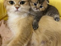 A Kalite Saf British Shorthair Çikolata Erkek Yavru