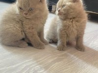 Yeni british shorthair yavrularımız yuvasına gitmeye hazır