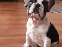 ŞCRLİ ANNE VE BABANIN EFSANE KALİTE FRENCH BULLDOG YAVRULARI