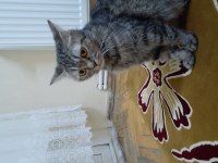Safkan 1 yaşında dişi british shorthair