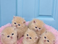 Çok Nadir Mavi Gözlü Golden British Shorthair Yavrular