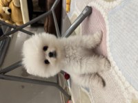 Sevimli pomeranian boo