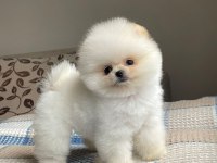 Pomeranian boo