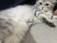 British Longhair 4 aylık