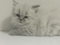 British longhair kardeşler 11 mart doğumlu