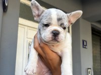Yavru french bulldog