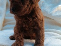 Kore toy poodle