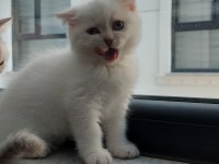 Scottish Fold kızım yeni yuvasını bekliyor