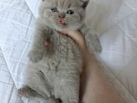 Lilac ve lilac bicolor british minnoş yavrular