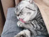 Tabby Silver Scottish Fold