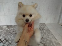 Eğitimli ve Karakteri Oturmuş 8 aylık Pomeranian