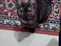3 aylık dişi british shorthair tuvalet eğitimi vardır