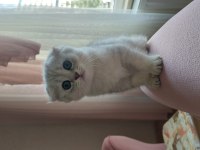 2 Aylık Scottish Fold Silver