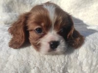 EV ORTAMINDA BÜYÜMÜŞ GARANTİLİ BEBEK CAVALİER KİNG CHARLES