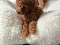 Ev Ortamında Büyüyen Safkan Teacup Poodle Yavrular