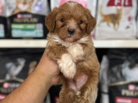 Irk Ve Sağlık Garantili Maltipoo Yavrularımız