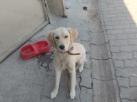 Köpeğe Acil Yuva Arıyoruz Sahiplendireceğiz