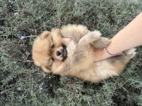 2 aylık pomeranian erkek bebek