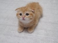 Scottish fold erkek yavrumuz mama ve tuvalet eğitimi tamam
