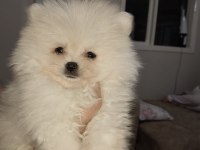 Pomeranian boo ayı surat