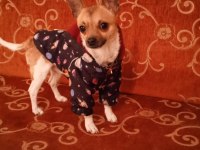 Zorunluluktan chihuahua