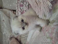 Sevimli Yavru Blue Point Scottish Fold