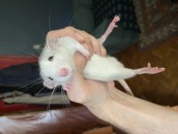 Husky Dumbo Rat (Husky Dumbo Sıçanı)