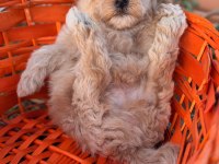Maltipoo yavrumuz