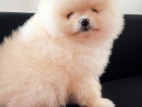 POMERANİAN BOO BABY FACE