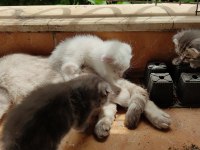 scottish fold yavrularım