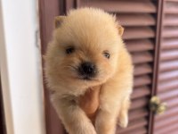 Pomeranian Boo Gülen Yüz