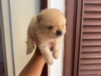 Pomeranian boo gülen yüz