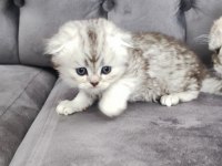 Scottish fold longhair erkek yuva arıyor