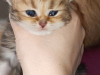 British longhair shorthair yavrular