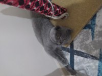 Güzel oğluma dişi aranıyor scottish fold