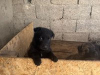 A Kalite Sable ve Solid black Alman Çoban Köpeği Yavrular