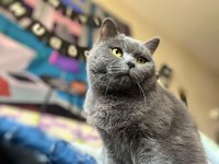 British shorthair kızım yeni yuvasını arıyor top kafa