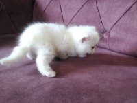 İran persian saf bebekler