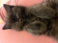 Yeni Yuvalarına Gitmeye Hazır Scottish Fold
