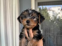 Yorkshire terrier bebeklerim yeni yuvasını arıyor