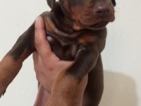 KALİTELİ KİNG DOBERMAN YAVRULAR